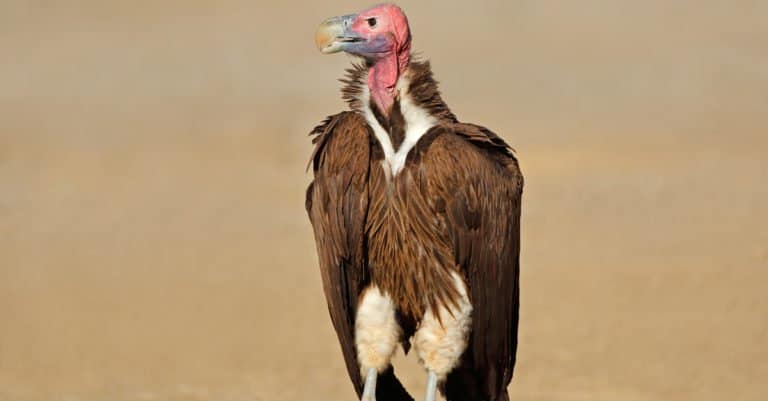 Largest Birds of Prey - Lappet-faced Vulture