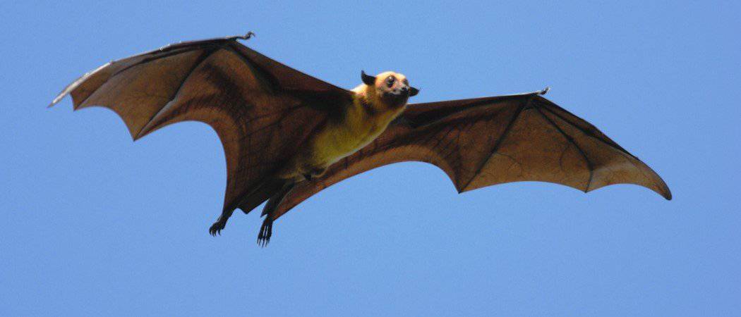 The Top 10 Largest Bats in the World - AZ Animals