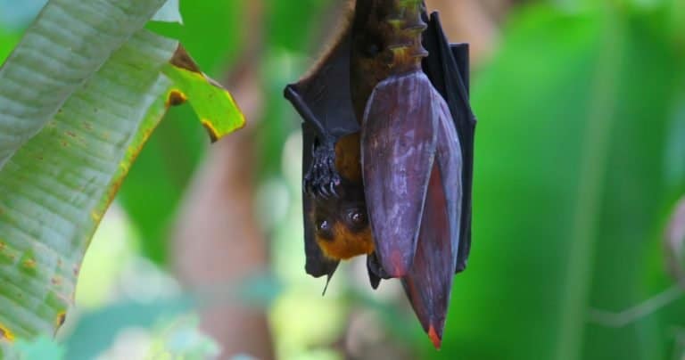Largest Bats: Golden-crowned Flying Fox