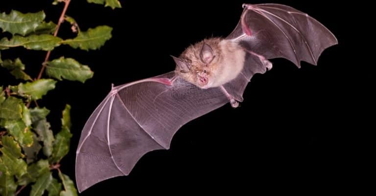 Largest Bats: Greater Horseshoe Bat