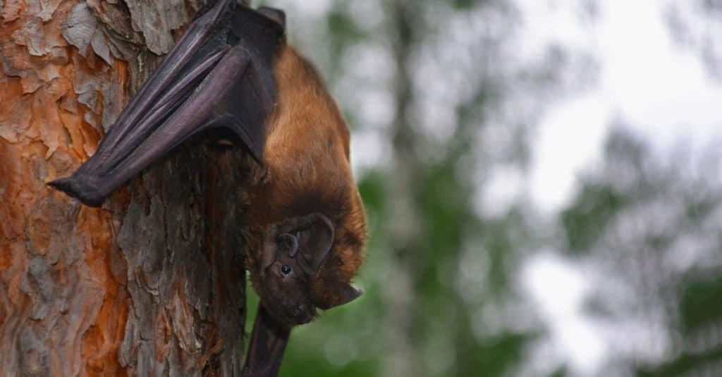 Top 10 Biggest Bats In The World