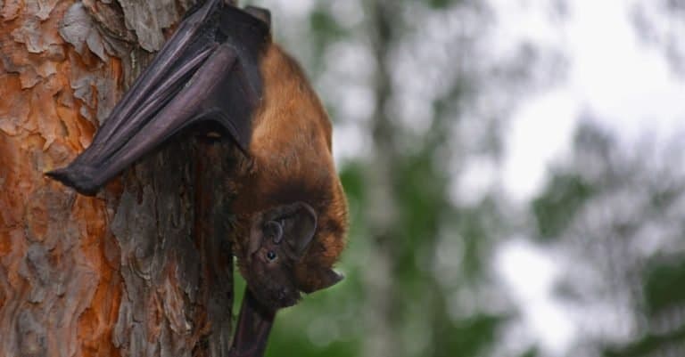 Largest Bats: Greater Noctule Bat