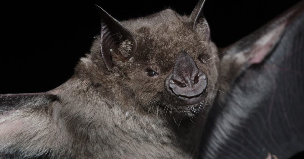 Murciélagos más grandes: murciélago de nariz de lanza mayor