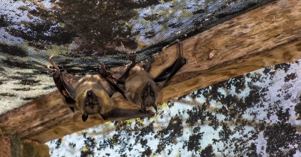 Murciélagos más grandes_ Zorro volador de Madagascar