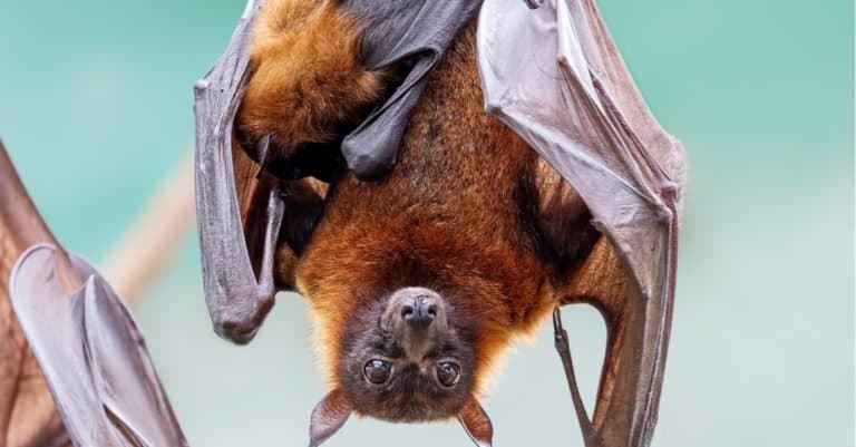 Largest Bats: The Great Flying Fox