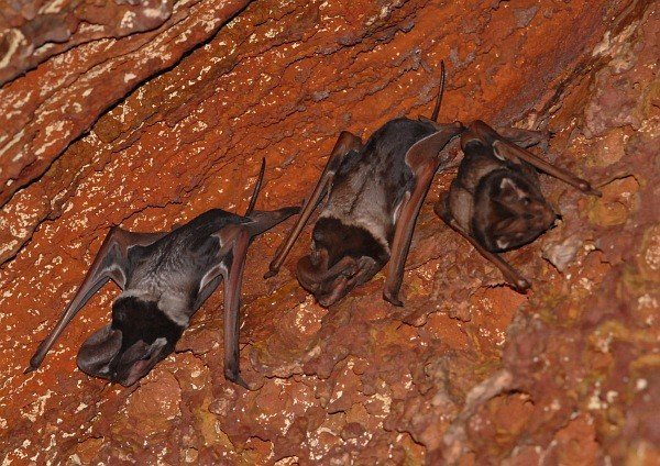 Murciélagos más grandes: el murciélago de cola libre de Wroughton