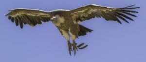 The Top 10 Largest Birds of Prey Picture