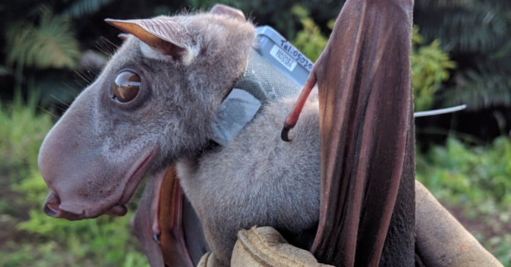 Murciélagos más grandes: murciélago con cabeza de martillo