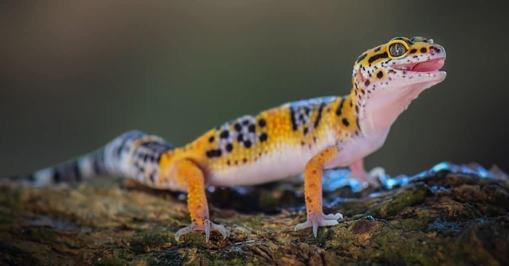 A leopard gecko standing on a tree branch.