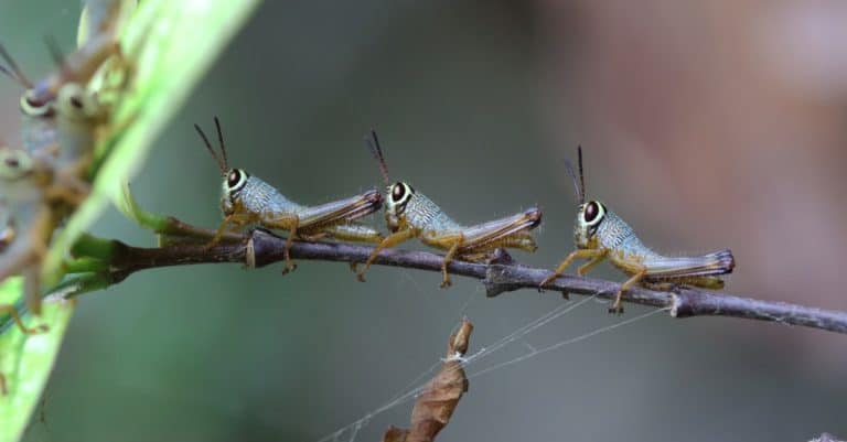 A group of juvenile locusts