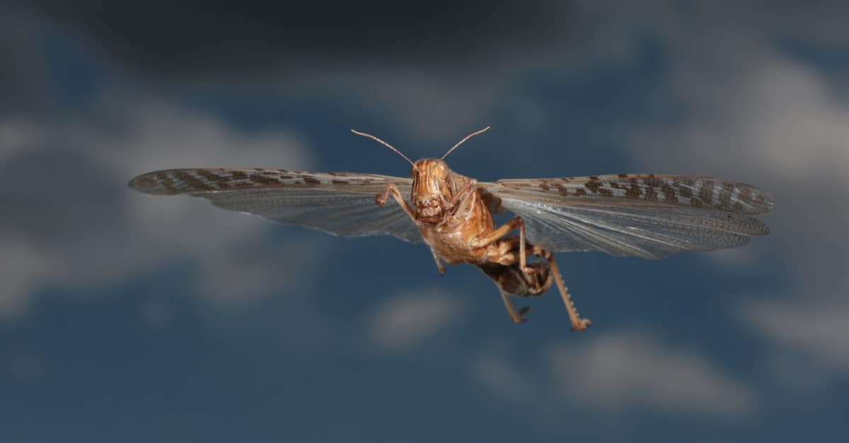 Migratory locust flying