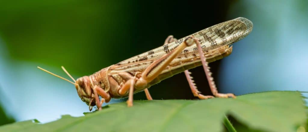 Cicadas vs Locusts: What's The Difference?