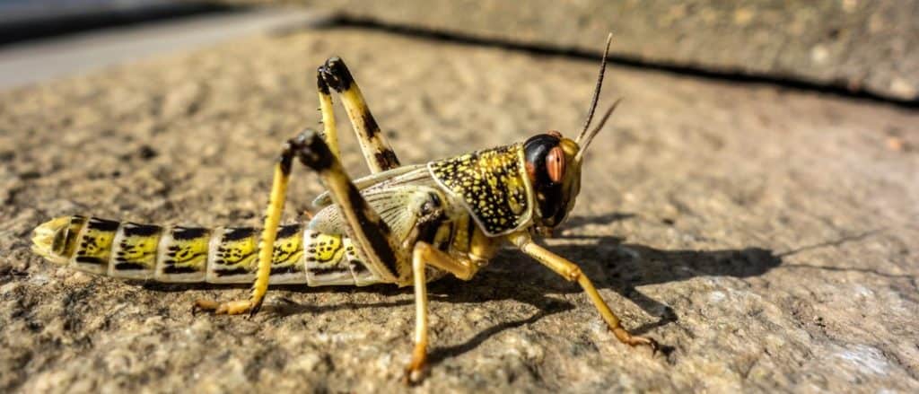 Close-up of an Egyptian Locust (Anacridium aegyptium) sitting on a stone.