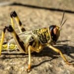 Short-horned grasshoppers