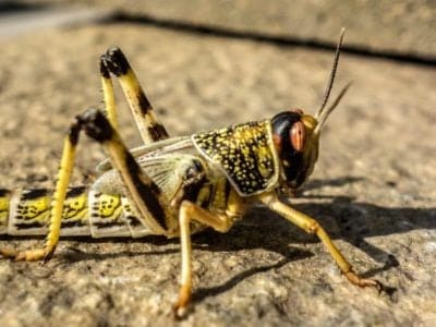 A Locust