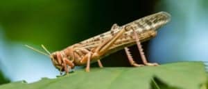 Cicadas vs Locusts: What’s The Difference? Picture