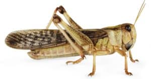 Locust Animal Facts - Acrididae - A-Z Animals