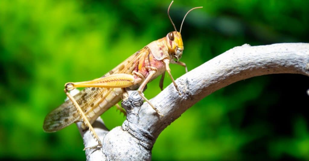 Locust on a brown branch in the Middle East