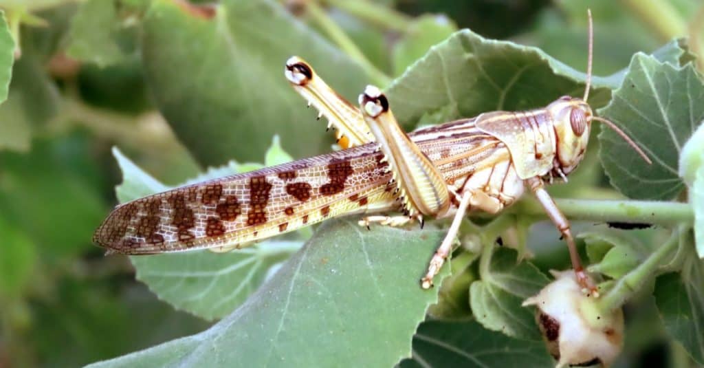 Cicadas vs Locusts: What's The Difference?