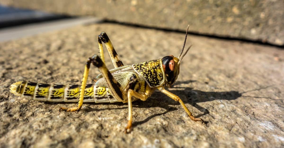 Close-up of an Egyptian Locust (Anacridium aegyptium) sitting on a stone.