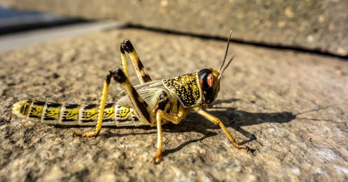 Locust. A yellow locust lands on leaf. Scientific name: Locusta