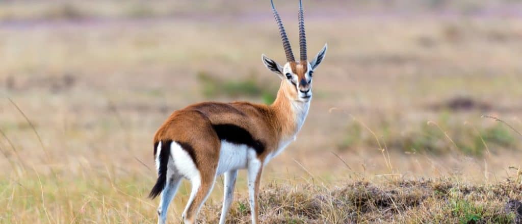 Animals in Malawi