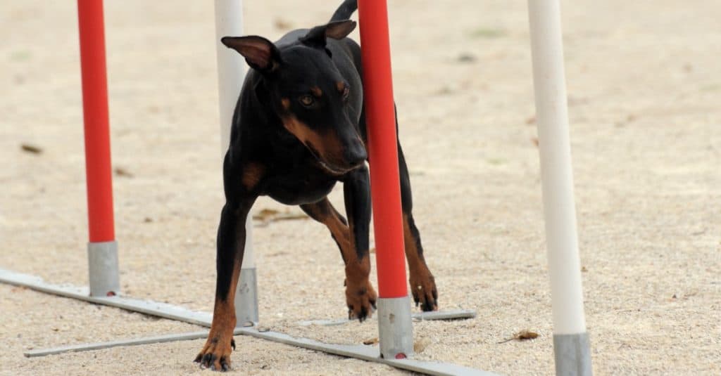 Manchester terrier hot sale agility