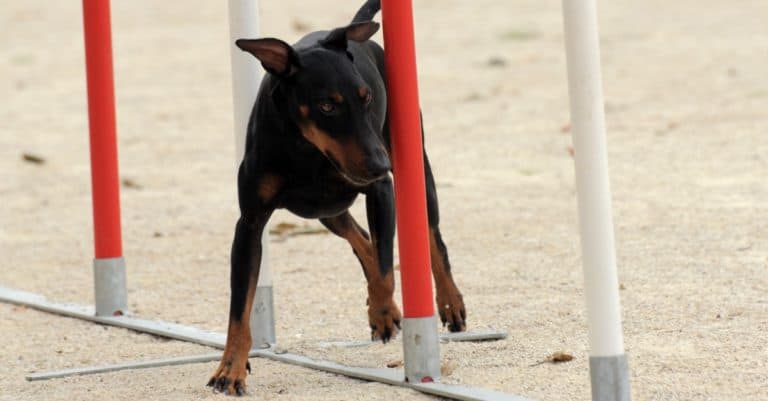 Manchester Terrier in a competition of agility