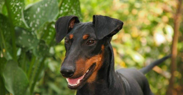 Portrait of a Manchester Terrier dog