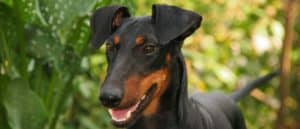Manchester Terrier close-up