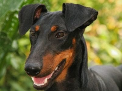 Manchester Terrier Picture