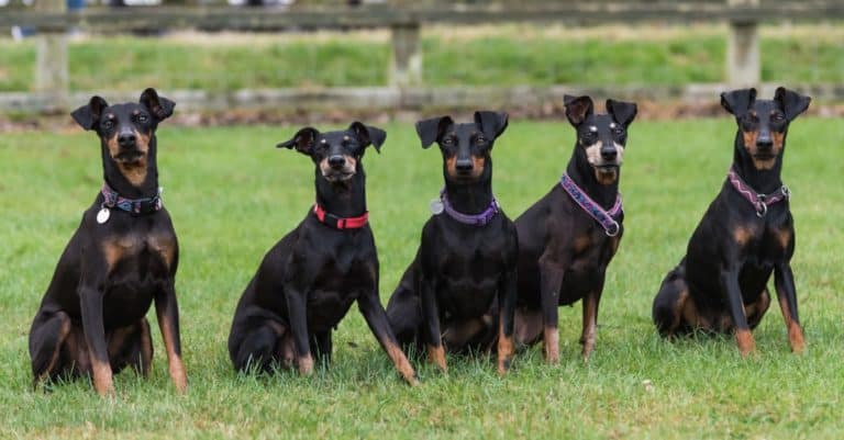 Five Manchester Terriers sitting in a row in a field