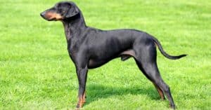 Manchester Terrier vs Miniature Pinscher: What Are The Differences? Picture
