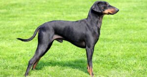 Manchester Terrier vs Miniature Pinscher: What Are The Differences? Picture