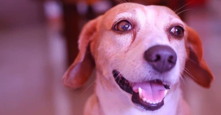Portrait of meagle pet at home