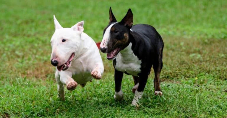 Two miniature bull terriers on the grass playing outside