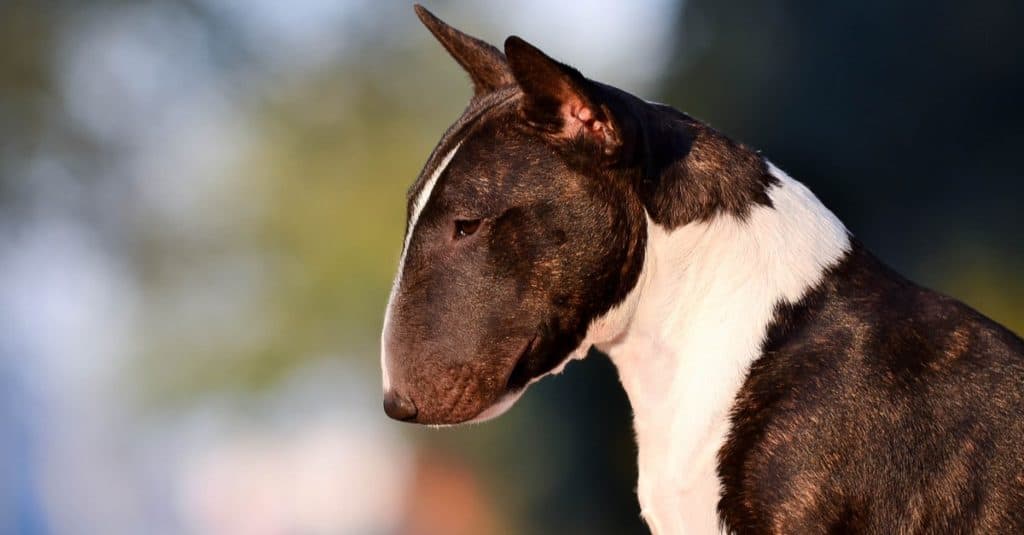 Miniature bull terrier close-up