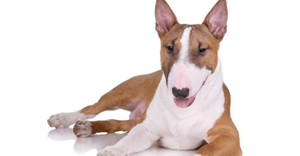 Miniature bull terrier isolated on white background