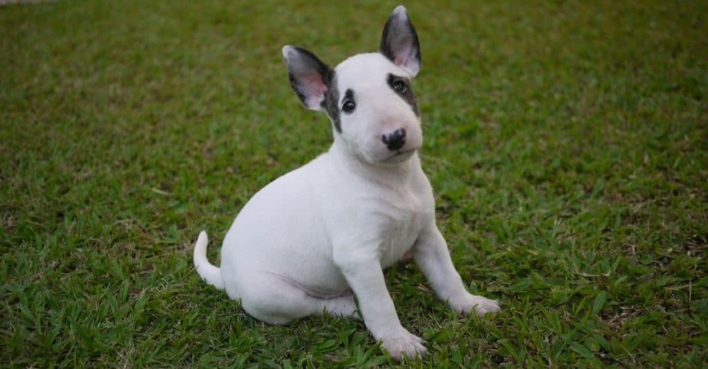 Miniature bull terrier puppy sitting on grass