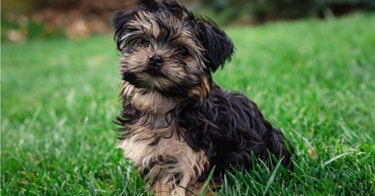 Close up of a cute teacup Morkie puppy outside on the grass