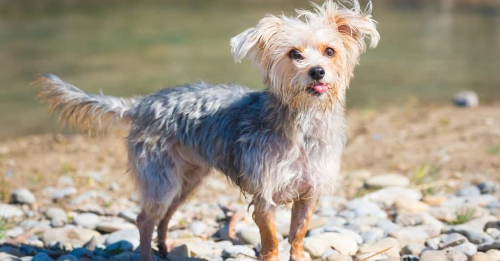 Morkie dog playing at a river beach