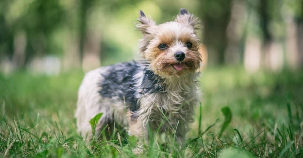 Young handsome Morkie playing in the park