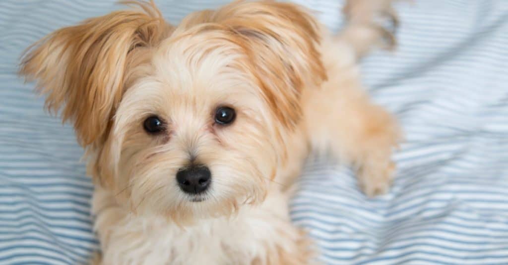 Sweet Morkie Puppy looking directly at the camera