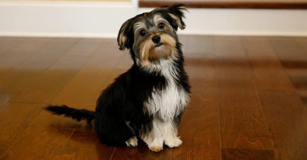 A Morkie is a mix between a Yorkshire terrier and a Maltese