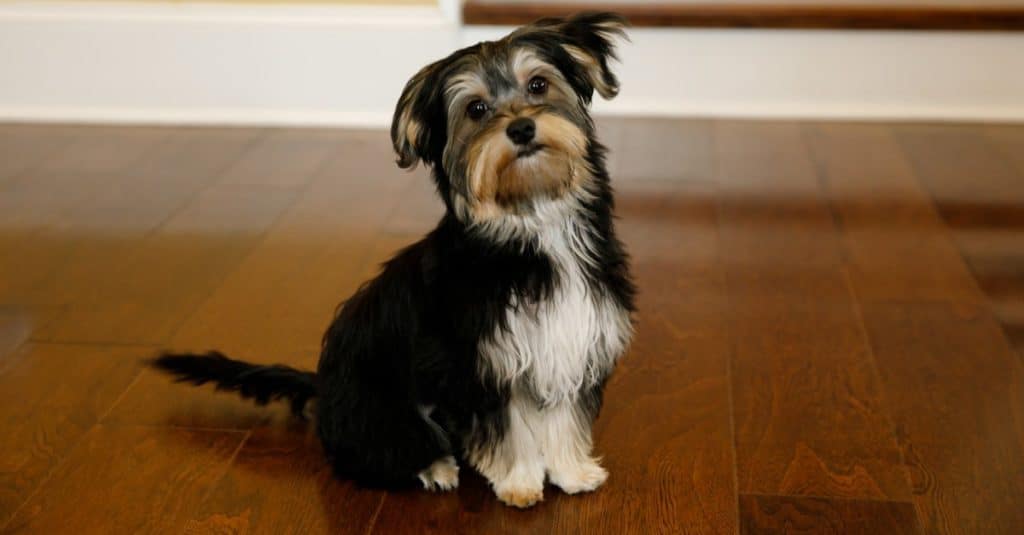 Morkie sitting on the floor.