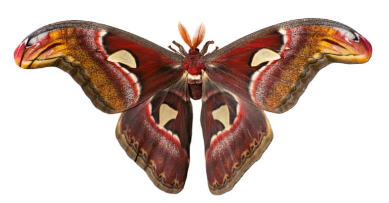 Largest Insects - Moths