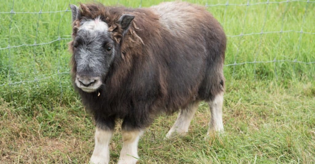 Muskox calf in pasture in Alaska