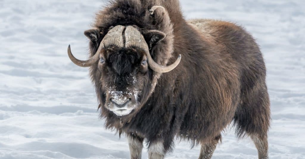 Muskox standing in the snow