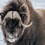 Muskox