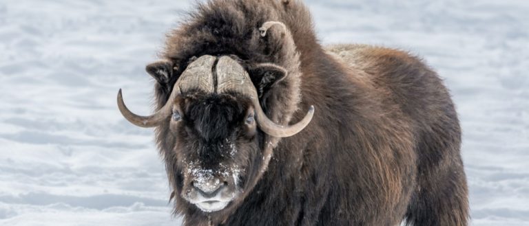 Muskox standing in the snow